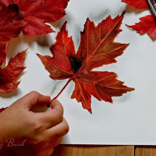 redmapleleafwatercolorcraftberrybush