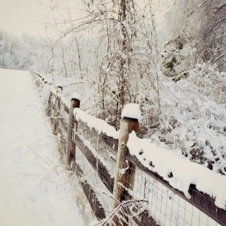 oldfencewintercraftberrybush