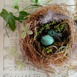 birdnestwitheggscraftberrybush