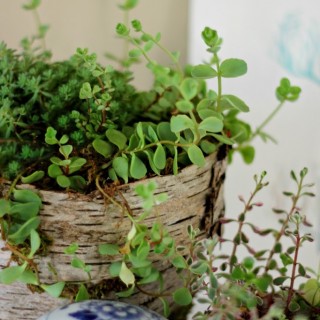 birchcoveredpotcraftberrybush