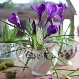 crocus