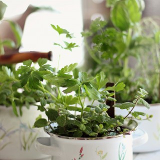 whimsicalherbgarden