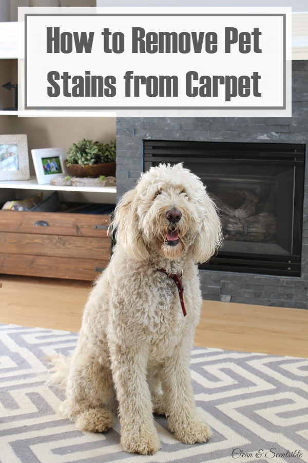 How-to-Remove-Pet-Stains-From-Carpet