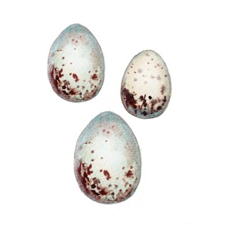eggwatercolor