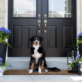 blackdoorcraftberrybushcom-12