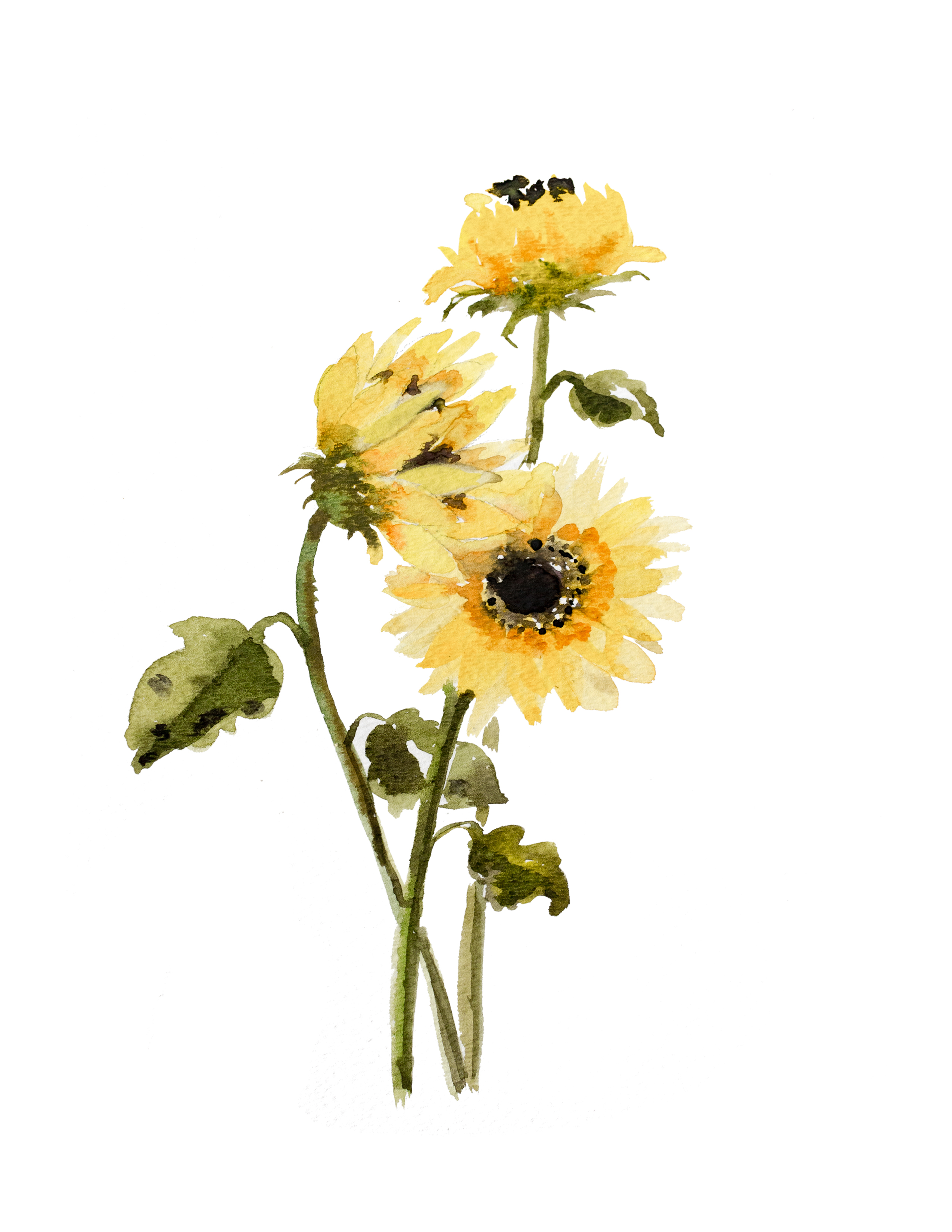 Free Printable Sunflowers