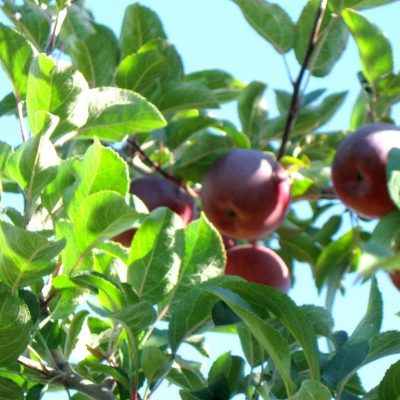 40 lbs of apples….