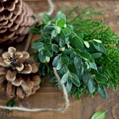 Winter greens and pinecones….