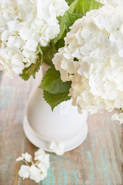 Hydrangeas