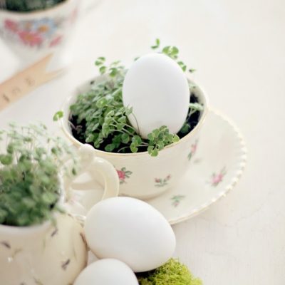 Spring in a Cup (chia sprouts) and a little silence