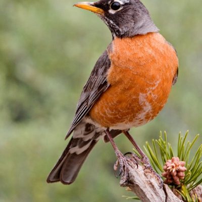 A ROBIN’S DIARY – a live video stream of a Robin’s nest.