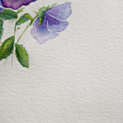 Pansies/Violas and some Watercolor