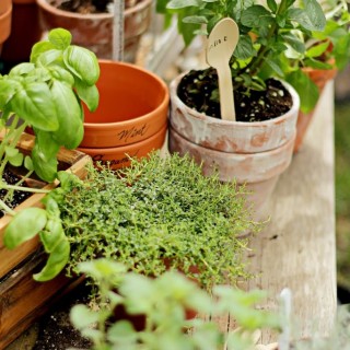 herbgardencraftberrybush