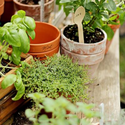 Wooden Spoon Herb Markers
