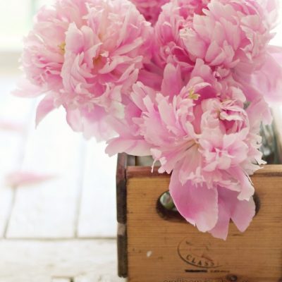 Pink Peonies and Photography