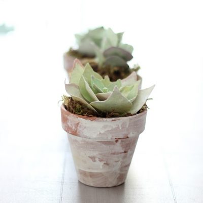 Succulents, the paper kind