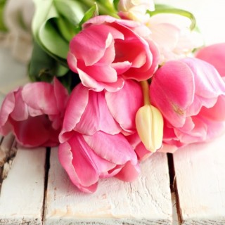 pinktulipsonfarmbenchcraftberrybush