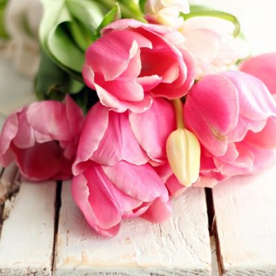 Pink tulips and a nosy Australian Shepherd