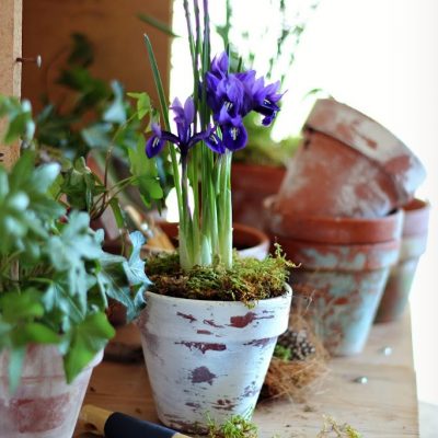 Three ways to age terracotta pots