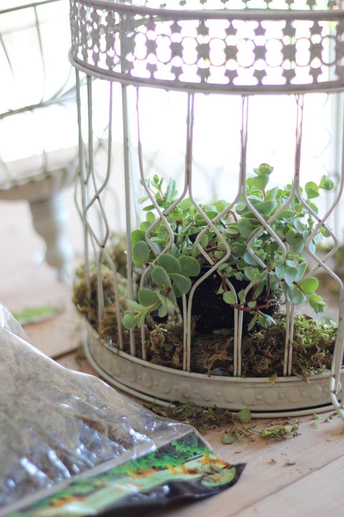 How to plant succulents in a birdcage image picture