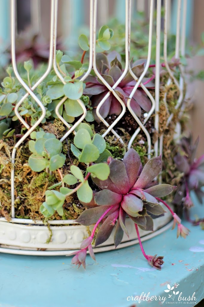 Xnxx Sapna Choudhary India - How to plant succulents in a birdcage