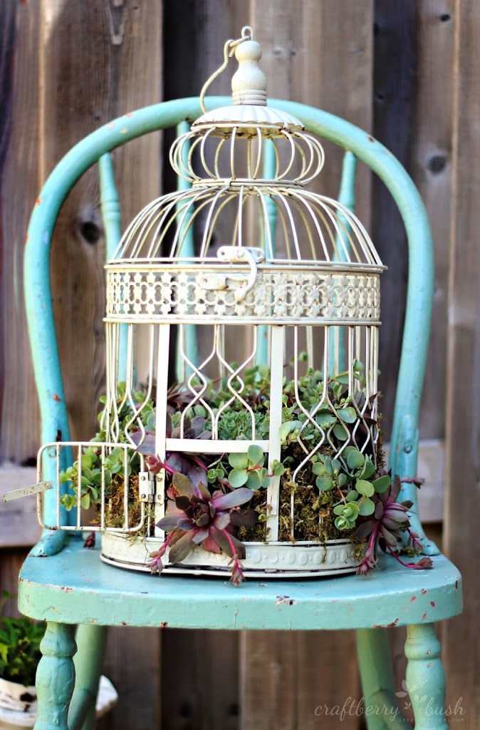 Xnxx Sapna Choudhary India - How to plant succulents in a birdcage