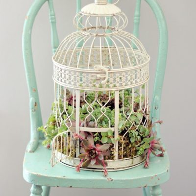 How to plant succulents in a birdcage