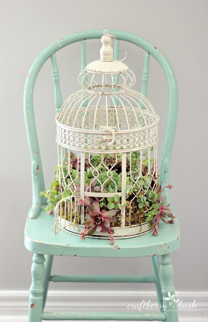 Xnxx Sapna Choudhary India - How to plant succulents in a birdcage