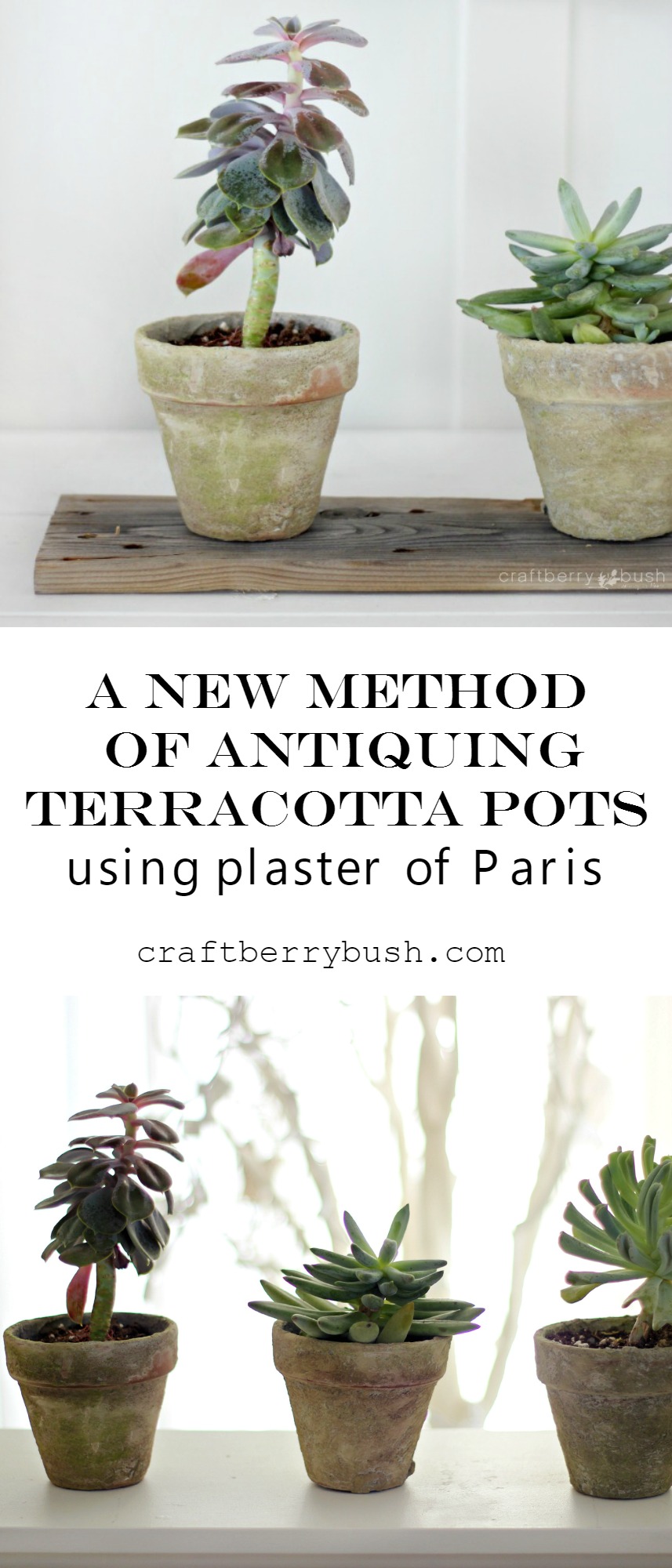 Turn Your Clay Pots into Works of Art - Platt Hill Nursery - Blog & Advice