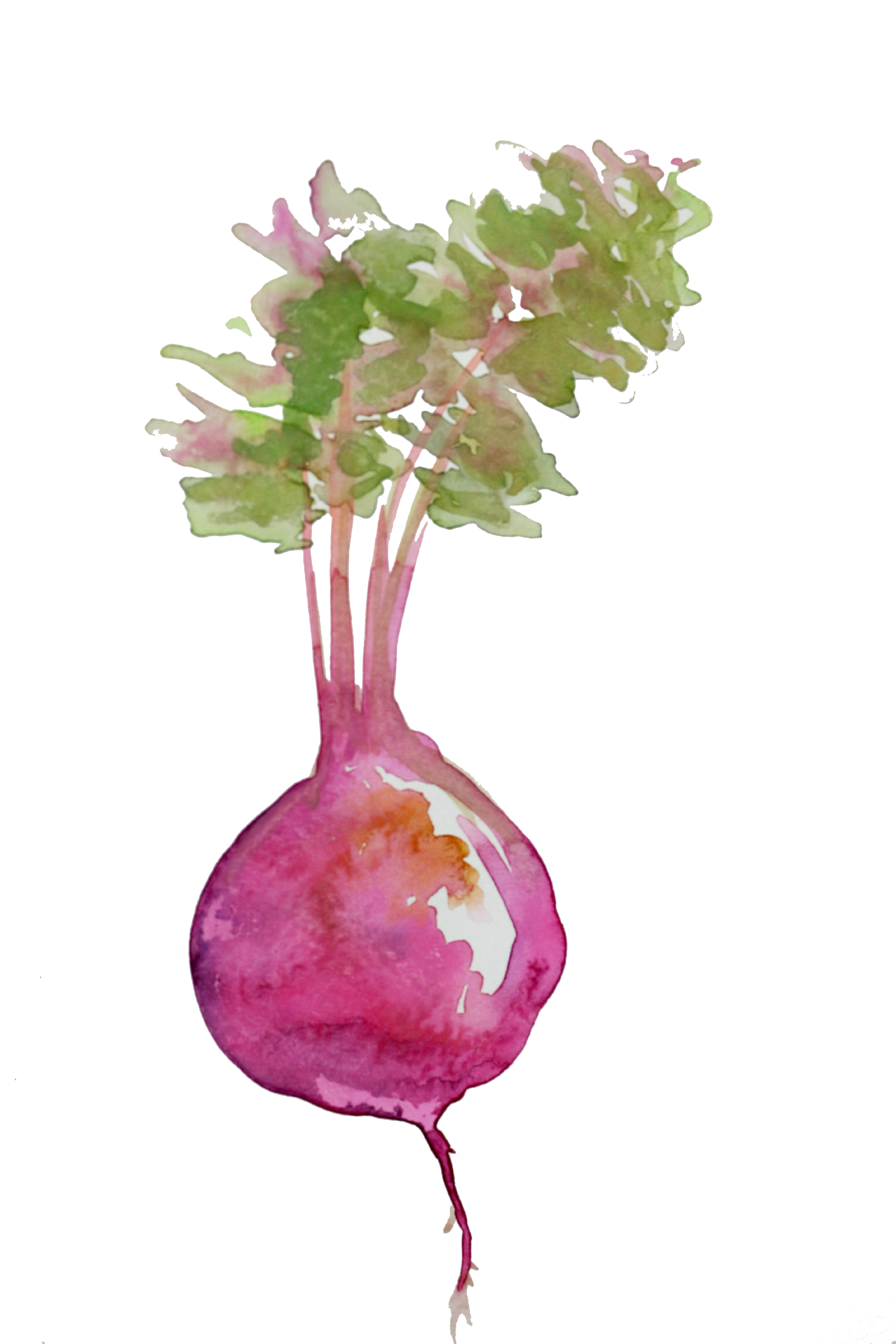 beet