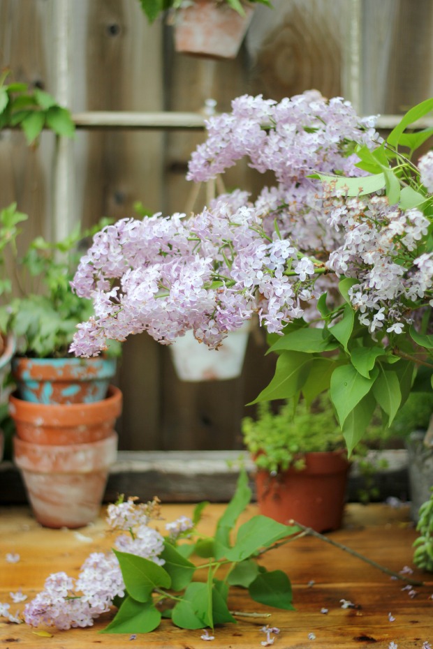 gardeningbenchlilacs2craftberrybush