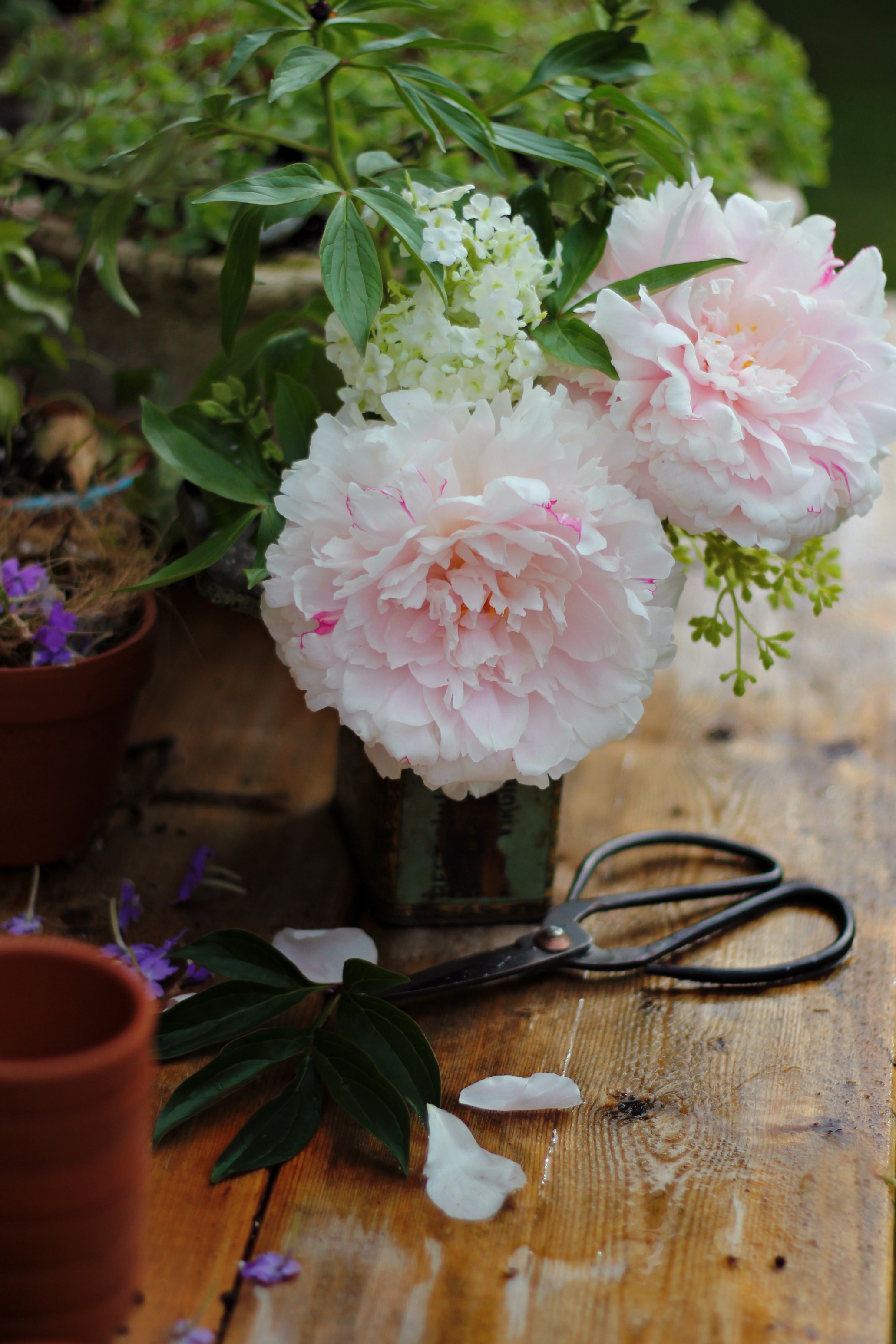 peonies2craftberrybush