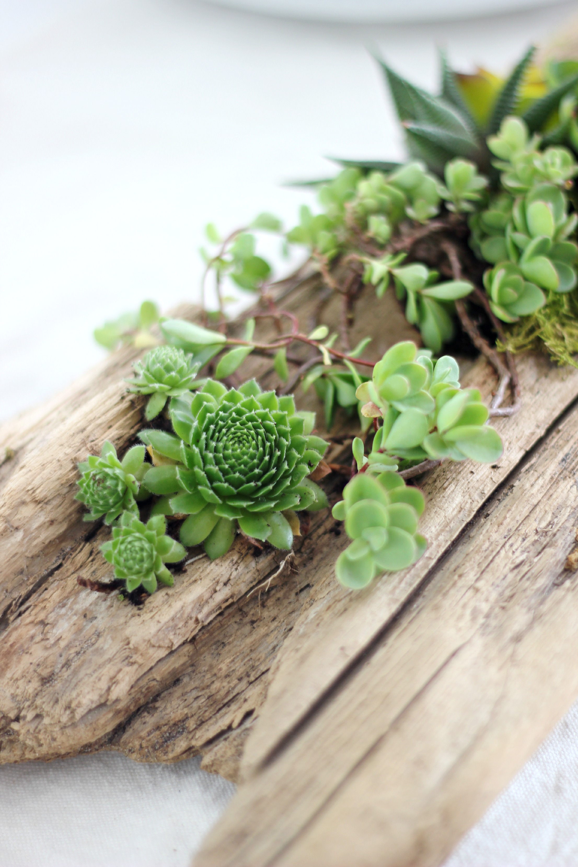 driftwood planter3