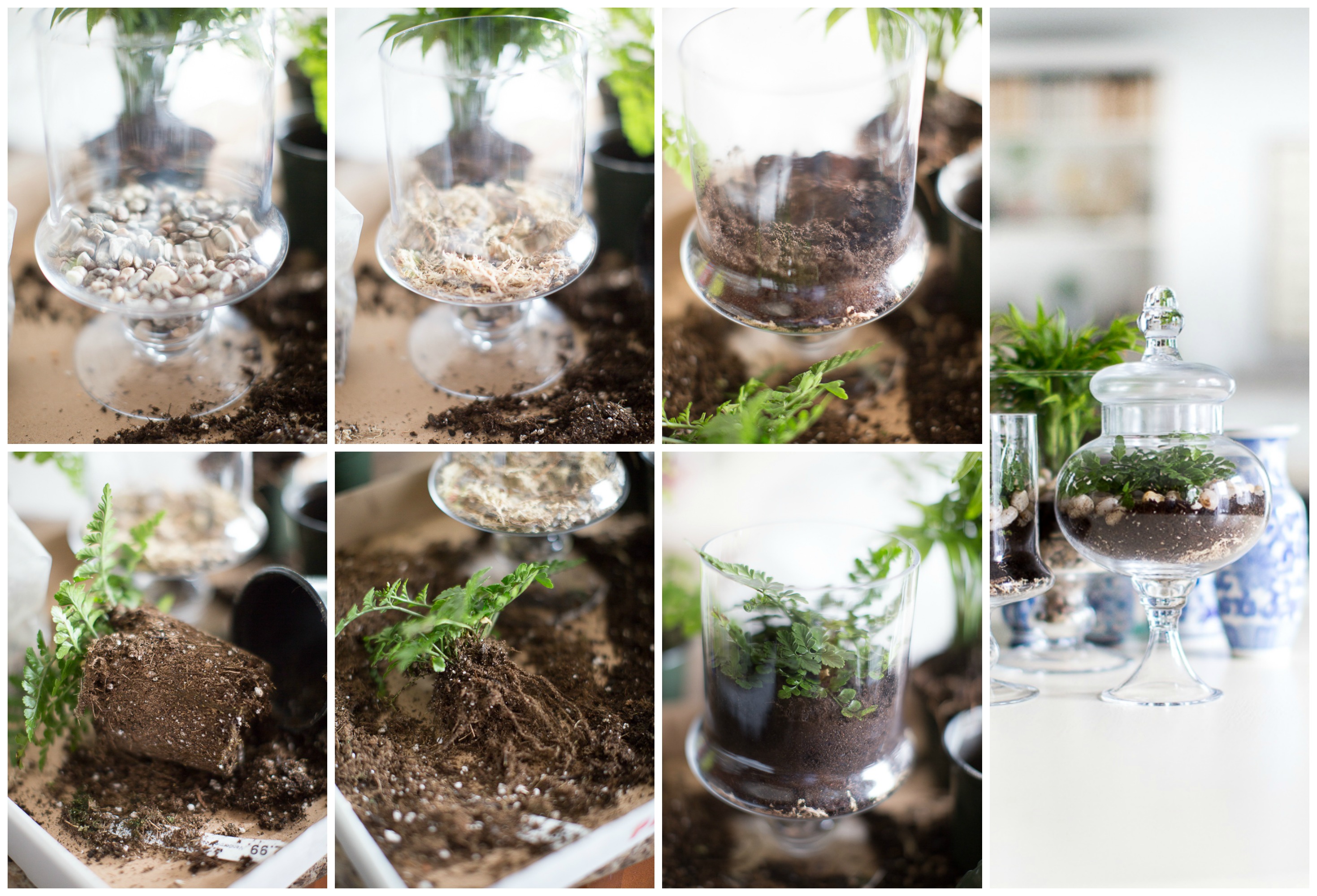 Glass terrarium diy