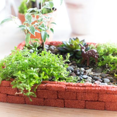 Indoor Fairy Garden