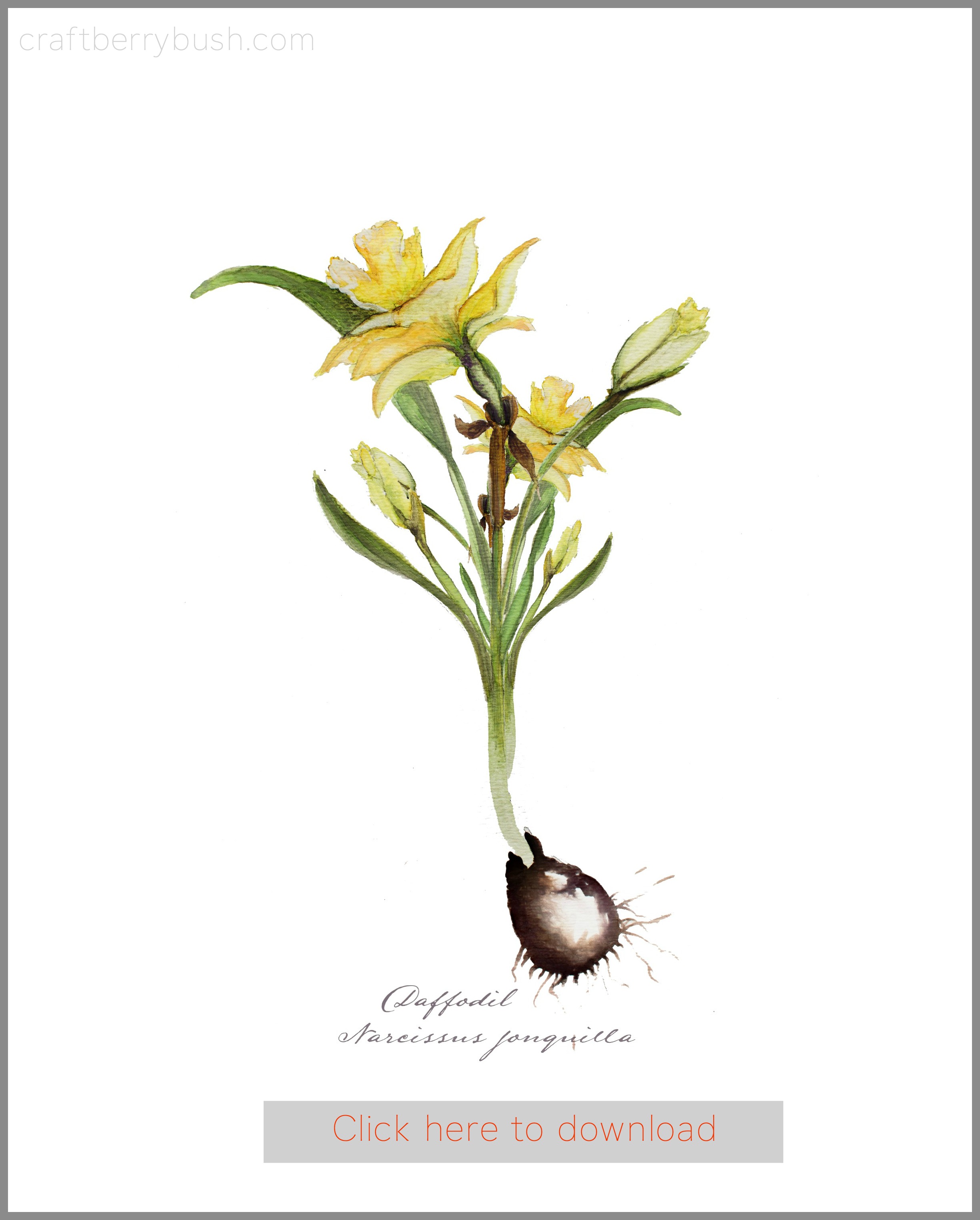 Free watercolor Daffodil botanical print 