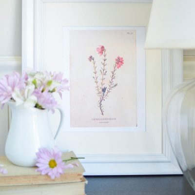 Free Vintage Botanical Printables