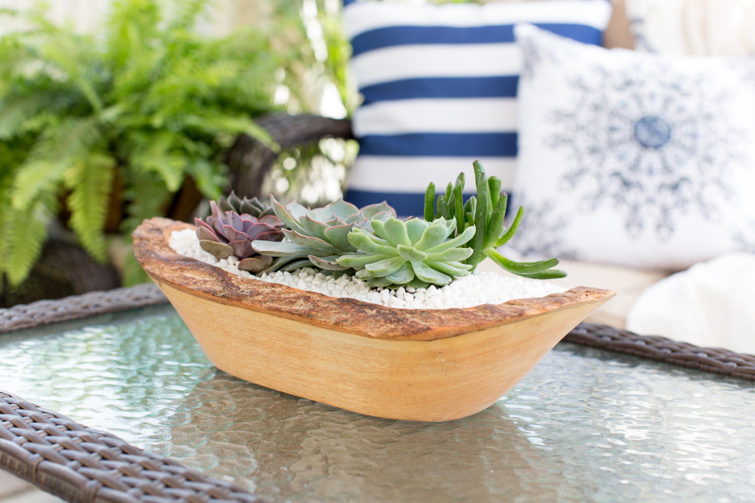 5 Foolproof Ways to Keep Succulents Alive