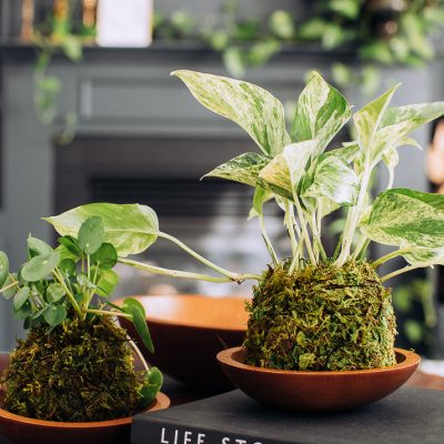 How to make a moss ball planter or Kokedama