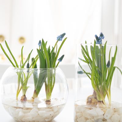 Easy Spring Bulb Arrangement