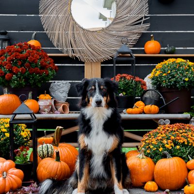 Fall Outdoor Bench