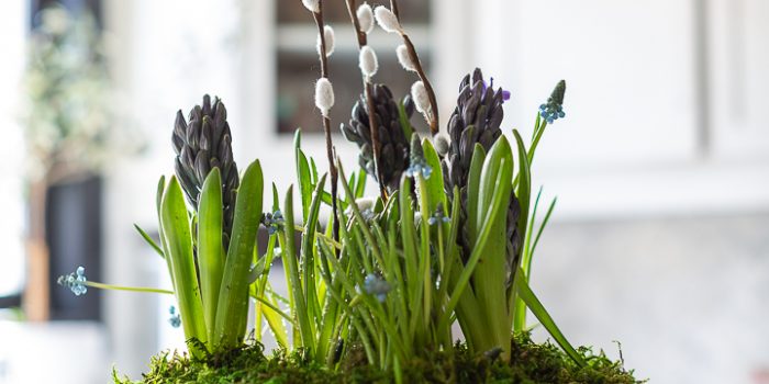 Blue Hyacinth Spring Flower Arrangement in a Blue Bowl